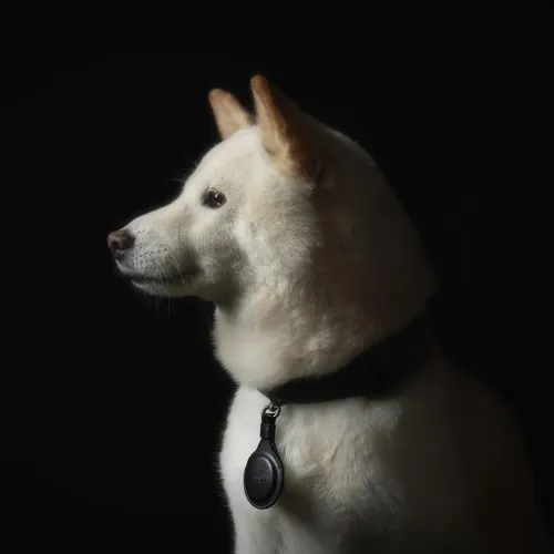 Moshi AirTag-nyckelring i svart fäst på ett hundhalsband, visad på en vit hund mot en mörk bakgrund