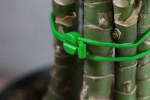 Bandes élastiques Bluelounge Pixi avec verrou pour maintenir les tiges des plantes grâce à une bande verte réglable